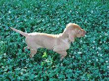 Puppy picture ready for bird hunting in Phillips Wisconsin