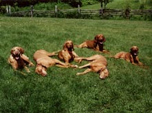 Bird dogs relaxing at Ruffed Grouse lodge in Phillips Wisconsin