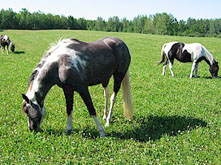Horses at Ruffed Grouse Lodge in Phillips Wisconsin