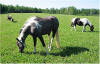 horses at Ruffed Grouse Lodge - hunting, snowmobiling resort in phillips wi